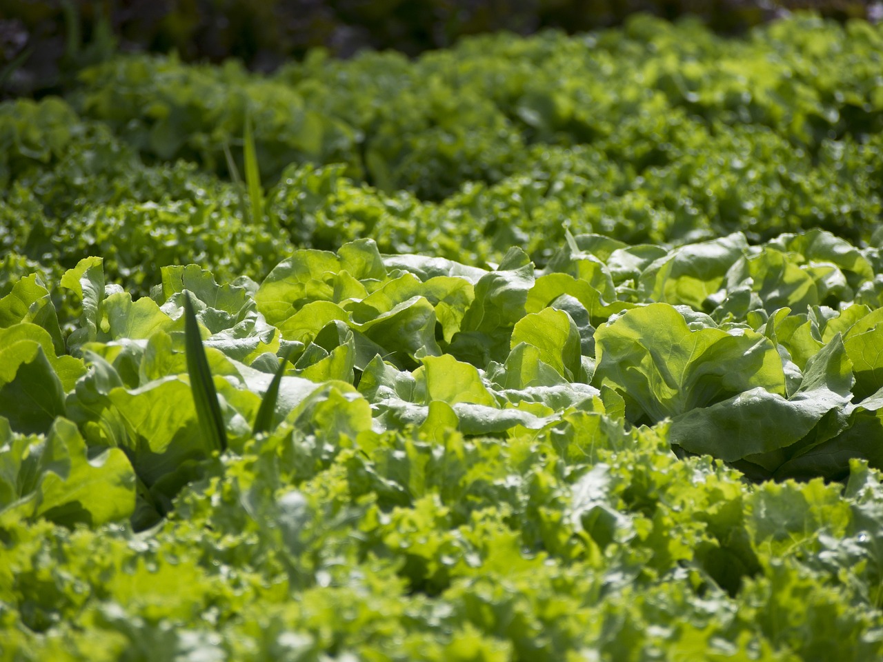Vegetable Gardening for Beginners: Tips and Tricks